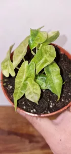 Alocasia Polly Aurea Variegata