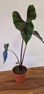 Alocasia princeps 'Purple Cloak'