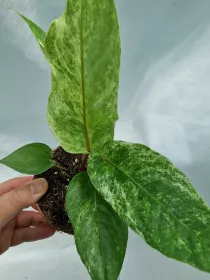 Anthurium Bonplandii variegated