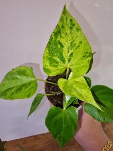 Anthurium CAIPIRINHA