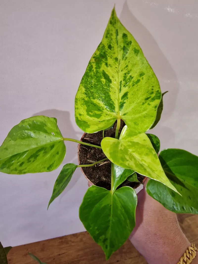 Anthurium CAIPIRINHA