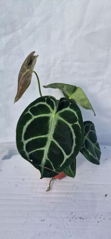 Anthurium Crystallinum