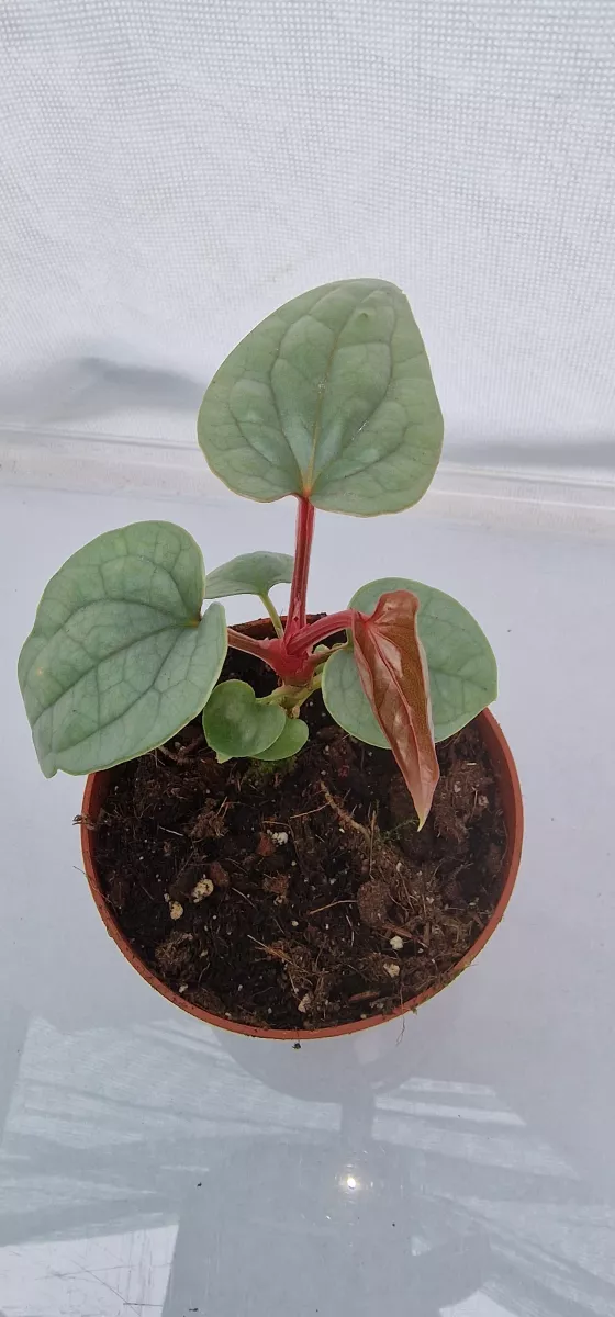 Anthurium Luxurians