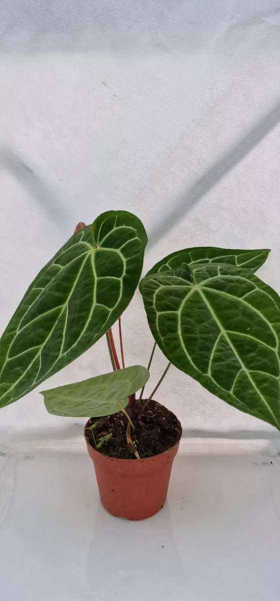 Anthurium Magnificum X Crystalinum