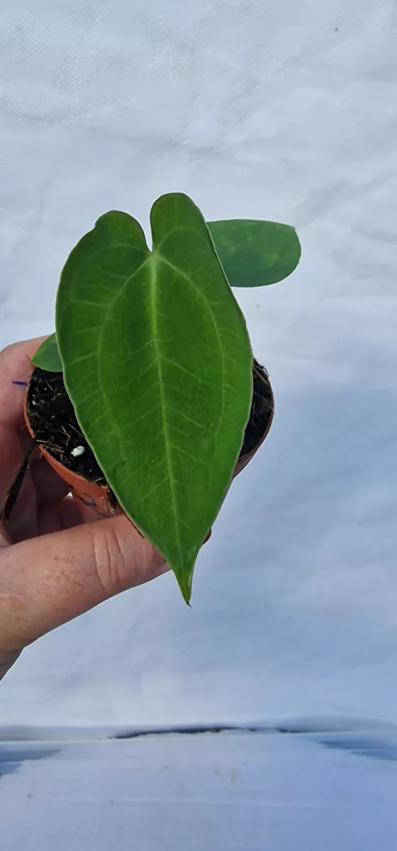 Anthurium papillilaminum