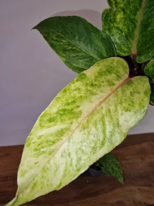 Anthurium 'Renaissance Variegata'