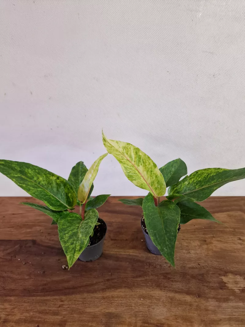 Anthurium 'Renaissance Variegata'