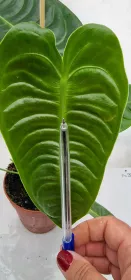 Anthurium Veitchii