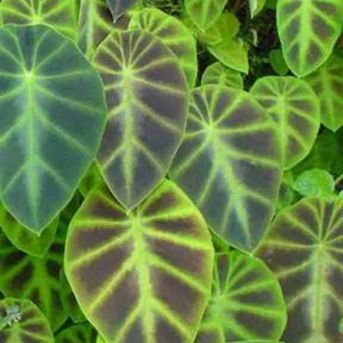 Colocasia affinis 'Jenningsii'