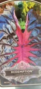Colocasia Redemption