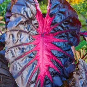 Colocasia Redemption