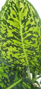 Dieffenbachia Reflector