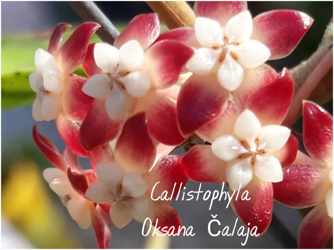 Hoya callistophylla splash