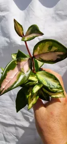 Hoya carnosa tricolor