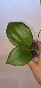 Hoya sp. Konowa