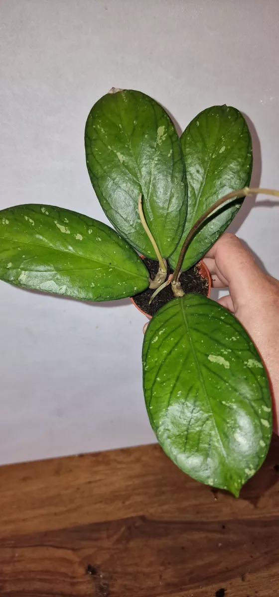 Hoya sp. 'Tanggamus'