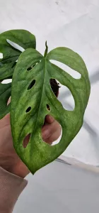 Monstera adansonii mint