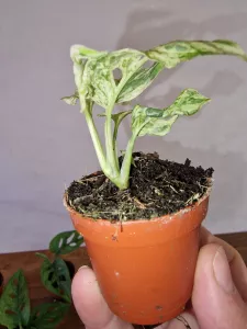 Babys plants