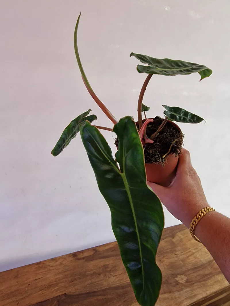 Philodendron billietiae