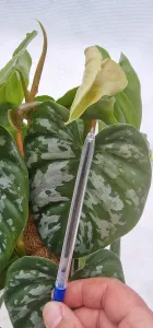 Philodendron Brandtianum Wild form