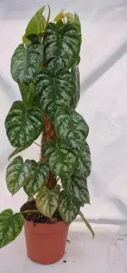 Philodendron Brandtianum Wild form