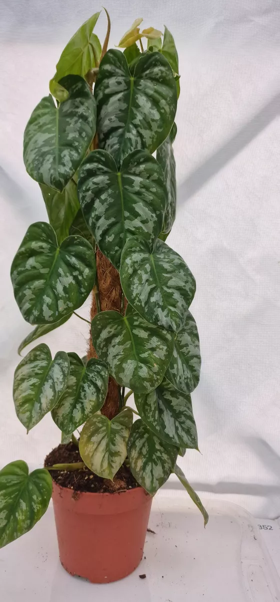Philodendron Brandtianum Wild form