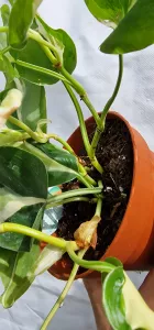 Philodendron Cream splash