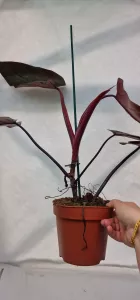 Philodendron Dark Lord