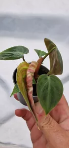 Philodendron El Choco