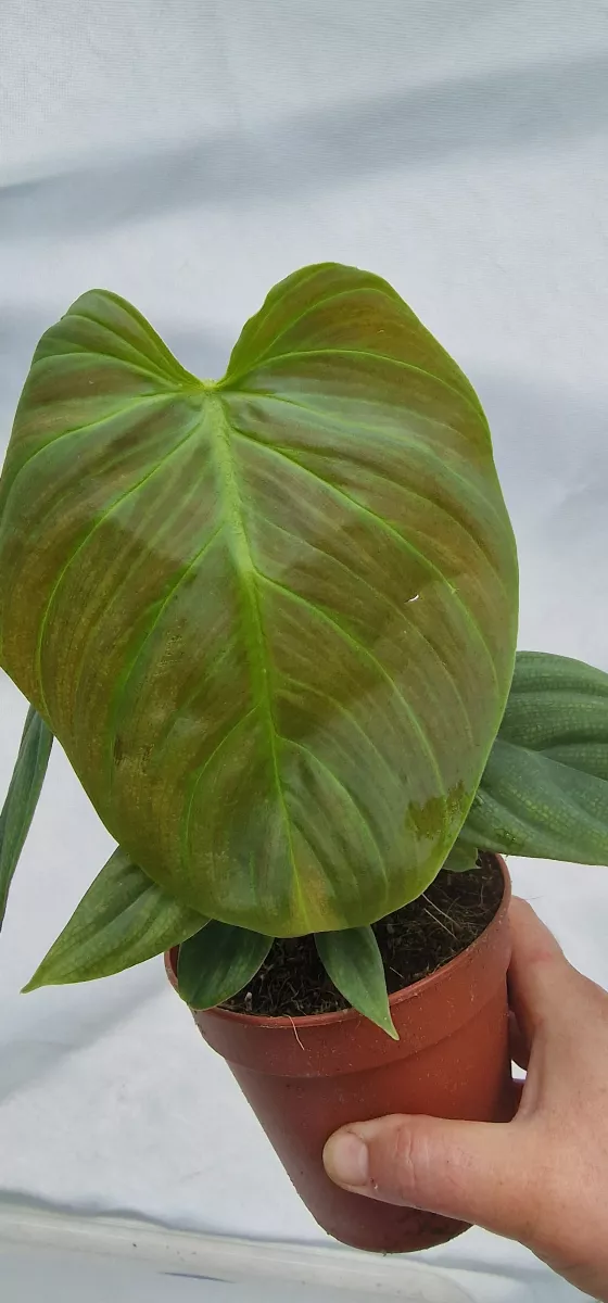 Philodendron Fuzzy Petiole