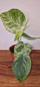 Philodendron hederaceum oxycardium 'Variegata'