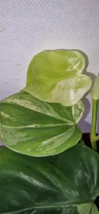 Philodendron hederaceum oxycardium 'Variegata'