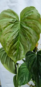 Philodendron Majestic