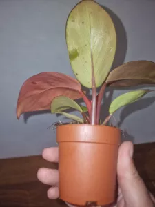 Philodendron 'Mars'