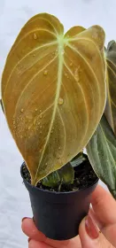 Philodendron Melanochrysum