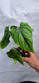 Philodendron Plowmanii