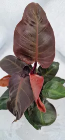 Philodendron Red Sun