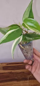 Philodendron Rio