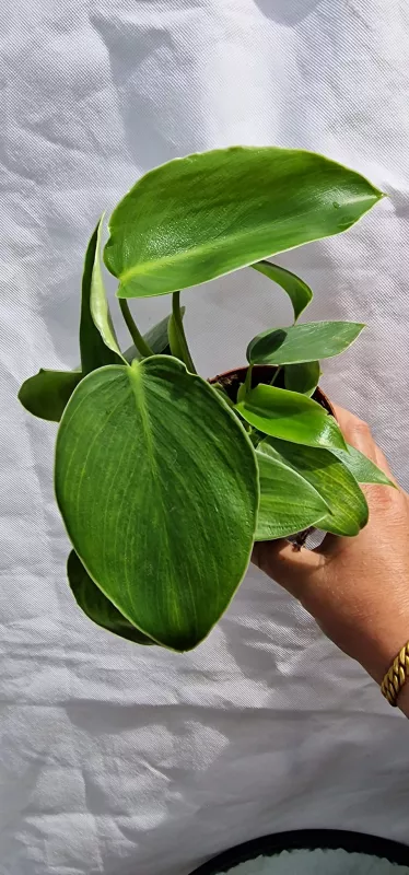 Philodendron Rugosum Pig skin