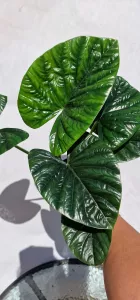 Alocasia lukiwan