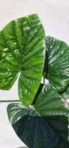 Alocasia lukiwan