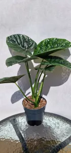 Alocasia lukiwan