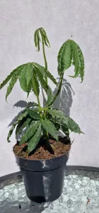 Anthurium polyschistum