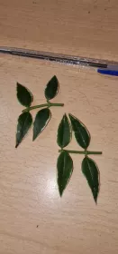 Babys plants