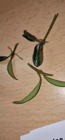 Hoya cuttings for potting