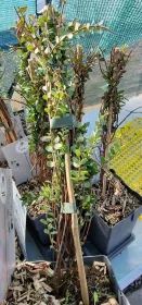 Plants for garden