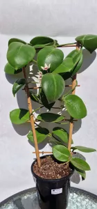 Hoya Calycina