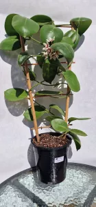 Hoya Calycina