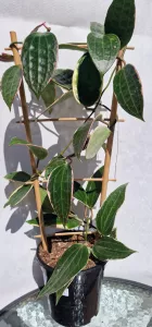 Hoya macrophylla albovariegated
