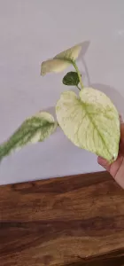 Monstera mint